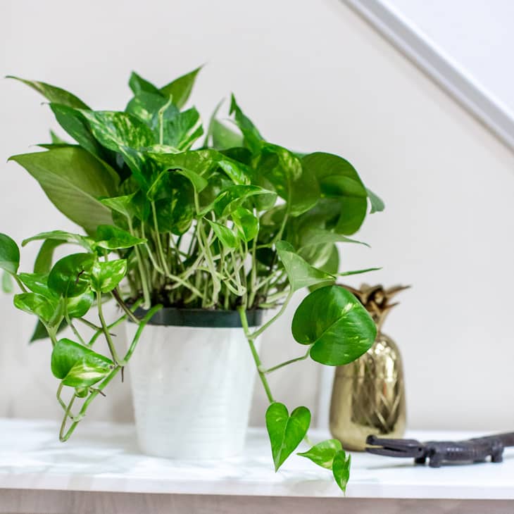 5 Easy to Propagate Houseplants | Apartment Therapy