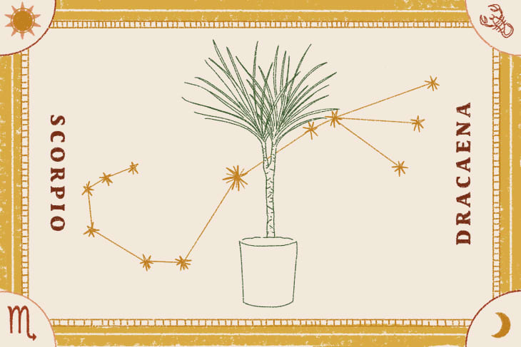 The Best Feng Shui Plants, Based on Your Zodiac Sign | Apartment Therapy