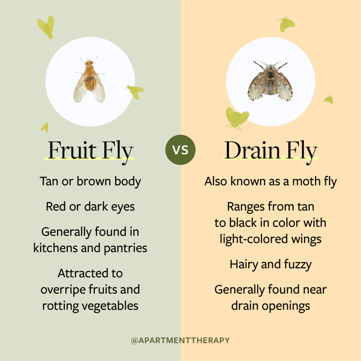 What gets rid of store fruit flies