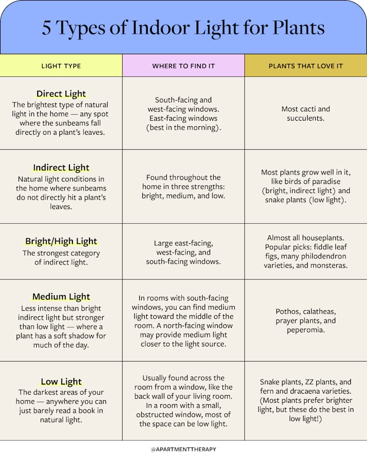 The Ultimate Indoor Plant Light Guide for 5 Common Types | Apartment ...