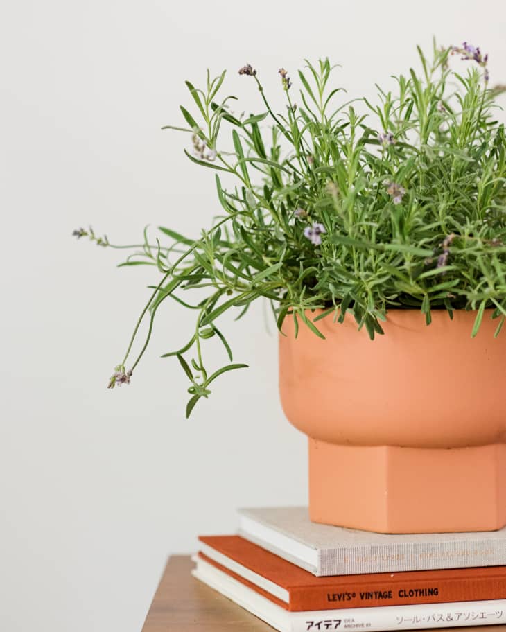 Growing Lavender Indoors The Do's and Don'ts To Know Apartment Therapy