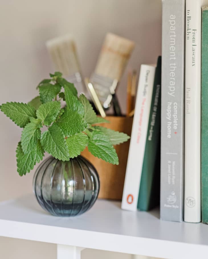 How to Grow Lemon Balm Indoors Fast