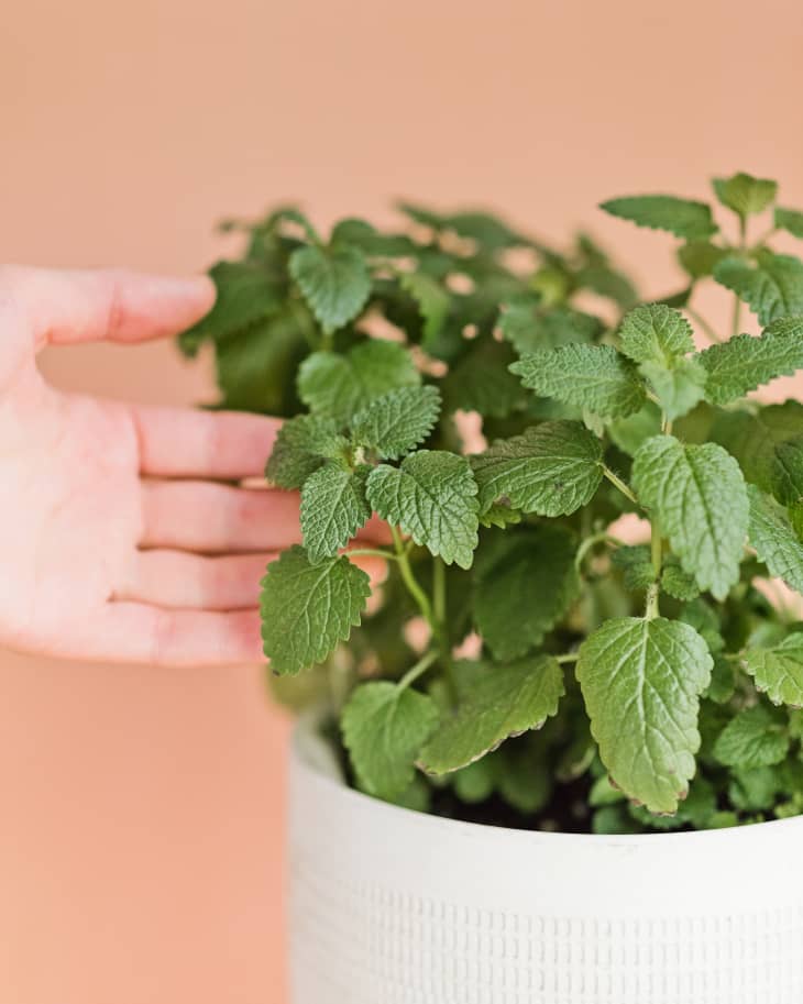 10 Easiest Herbs to Grow Best Herbs for Fast, Easy Growth Apartment