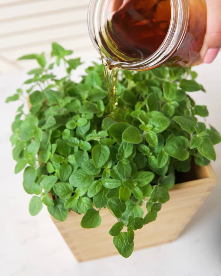 How to Grow Oregano Apartment Therapy
