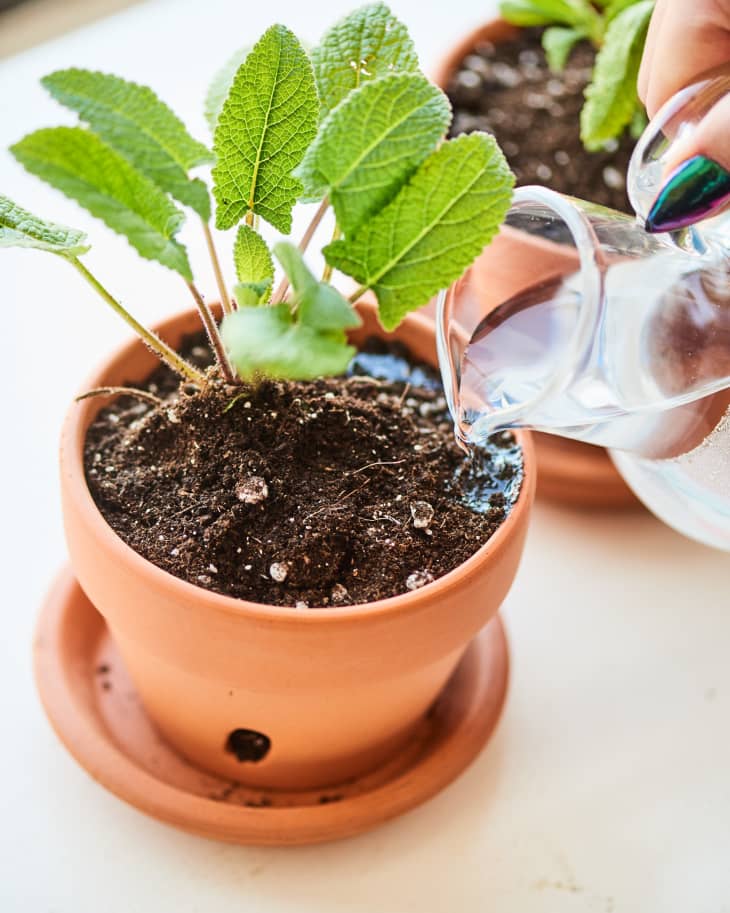 10 Easiest Herbs to Grow Best Herbs for Fast, Easy Growth Apartment Therapy