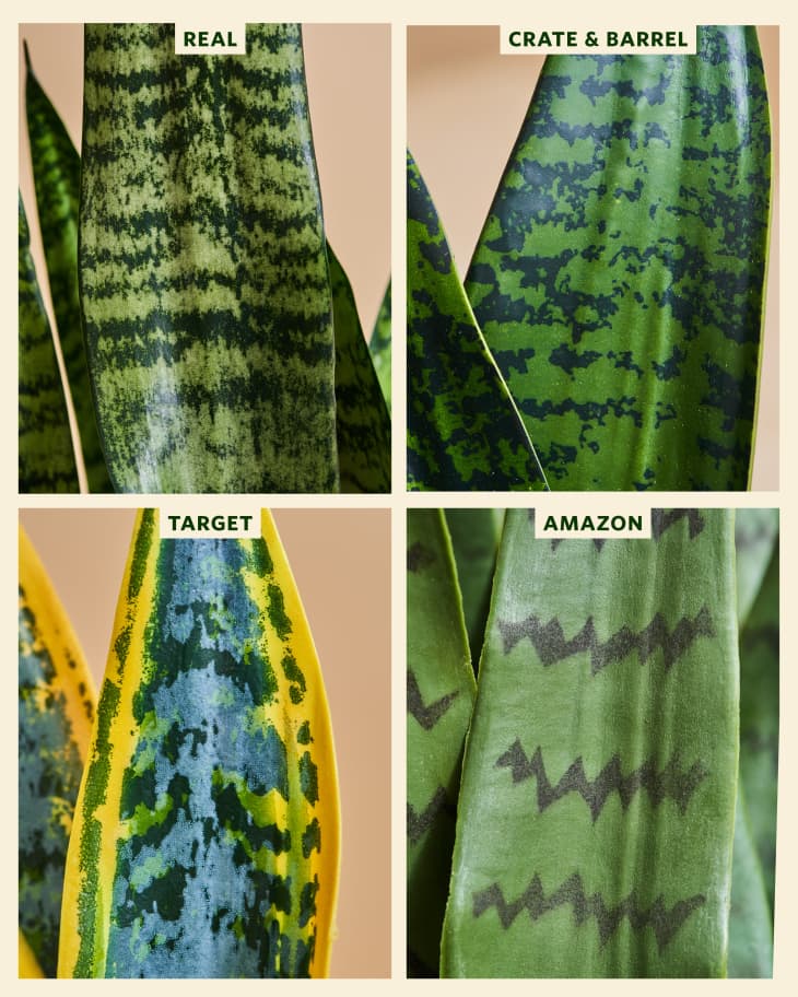 Snake plant colors Idea