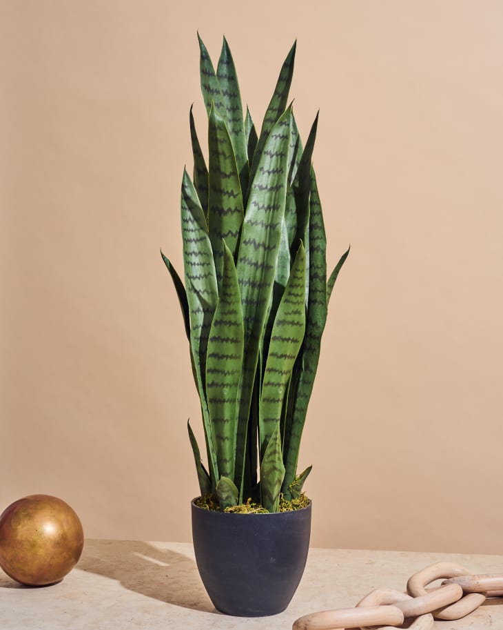 Fake snake hot sale plant
