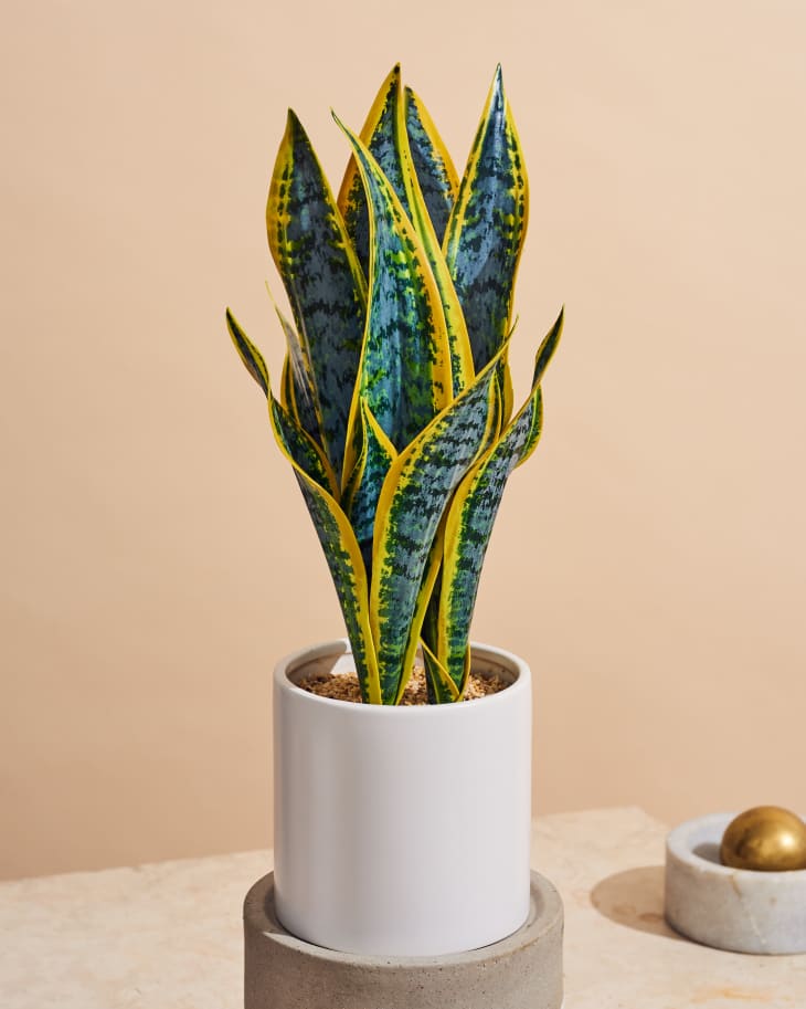 The Best Fake Snake Plant With Comparison Photos Apartment Therapy