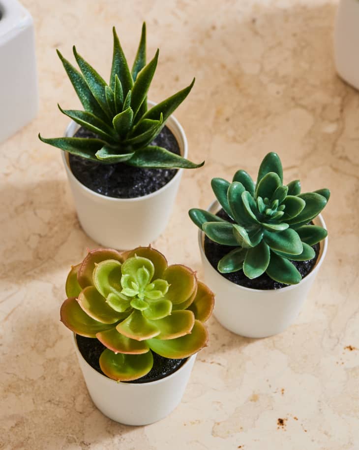 The Best Fake Succulents IKEA Target 3 Others Apartment Therapy