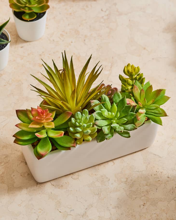 The Best Fake Succulents IKEA Target 3 Others Apartment Therapy