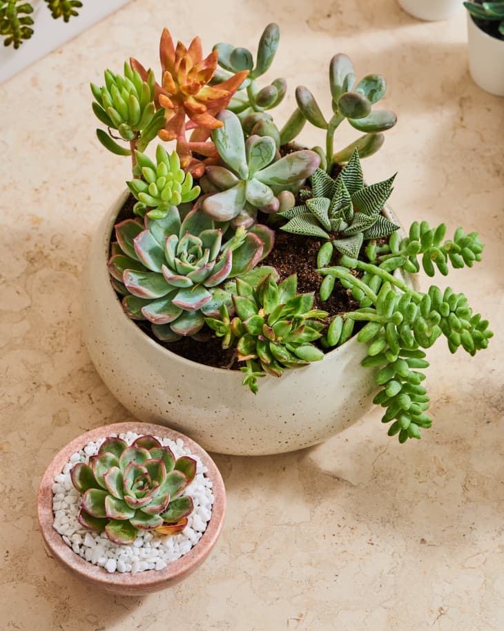 Fake succulents outlet
