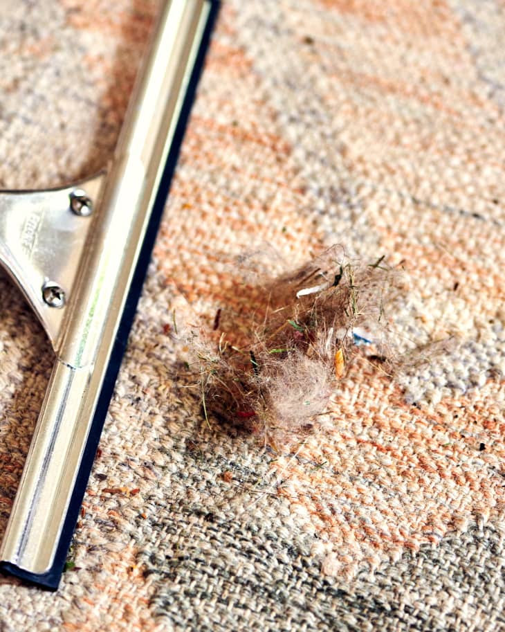 How to Use a Squeegee to Clean Your Carpet and Remove Pet Hair