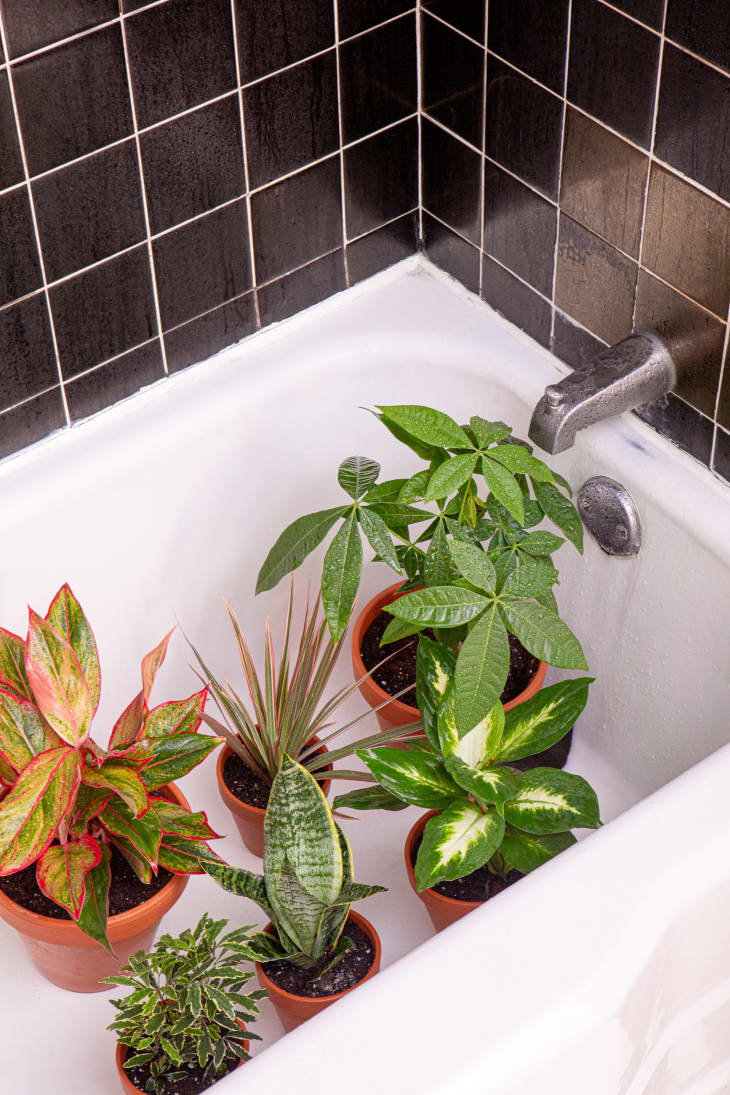 5 Easy Ways to Clean Plant Leaves Apartment Therapy