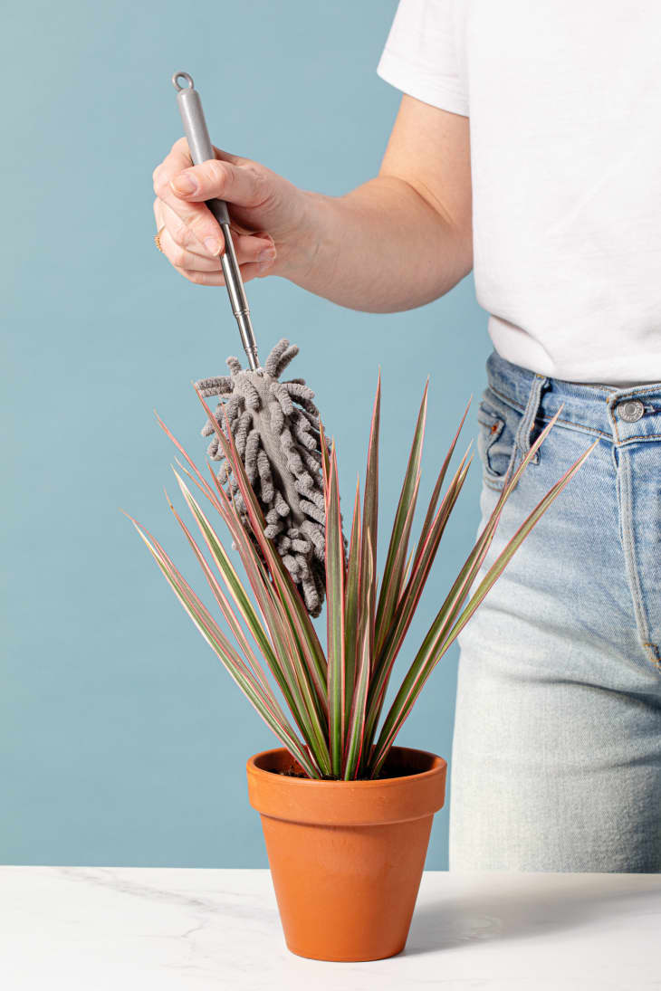 5 Easy Ways to Clean Plant Leaves Apartment Therapy