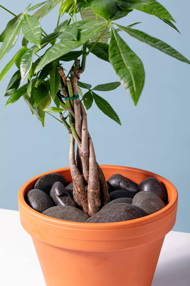 I Have Almost 100 Houseplants and This Is How I Keep My Pets Away From