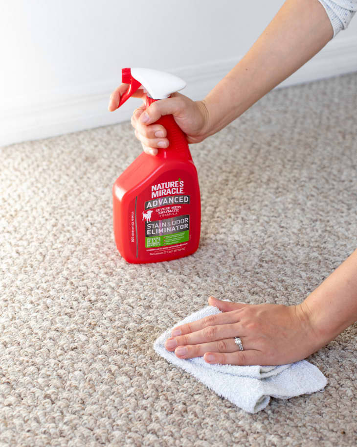 How to deals clean your carpet