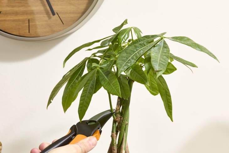 Money tree cheap plant outside