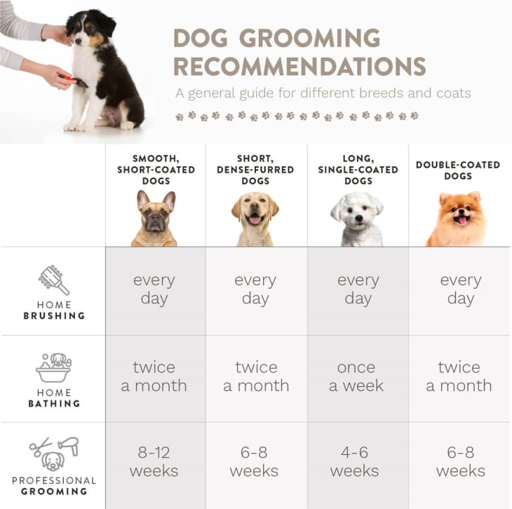 Dog grooming discount at home