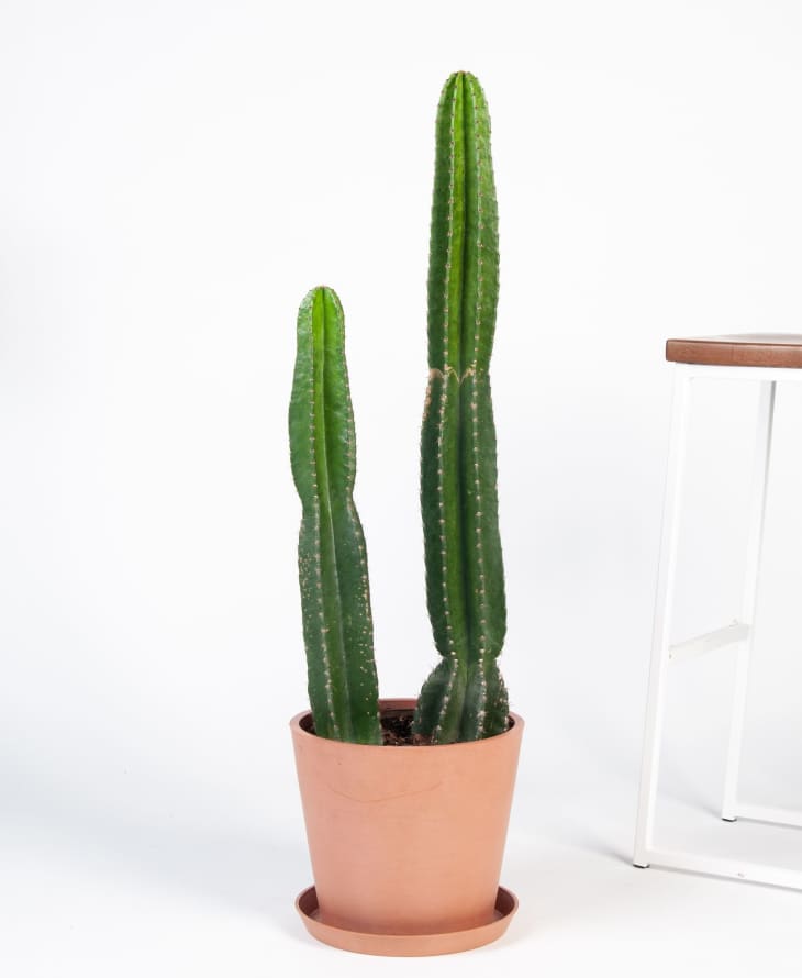 Bloomscape online plant shop cacti collection | Apartment Therapy