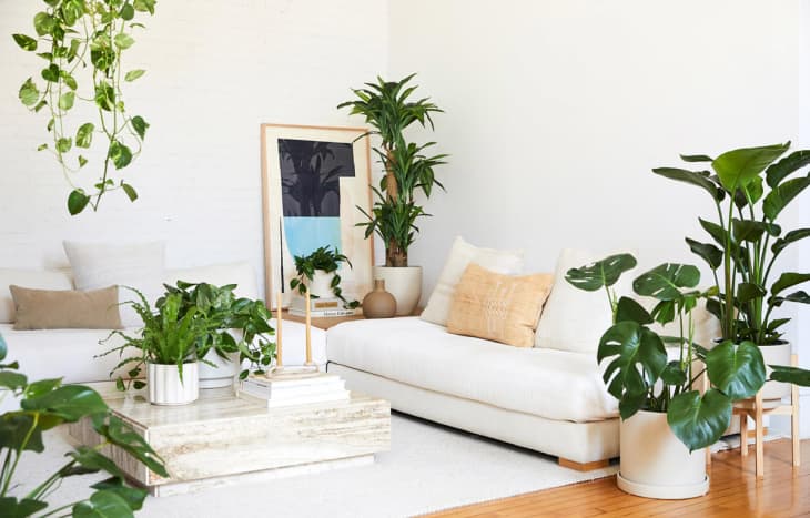Fake plants for living outlet room