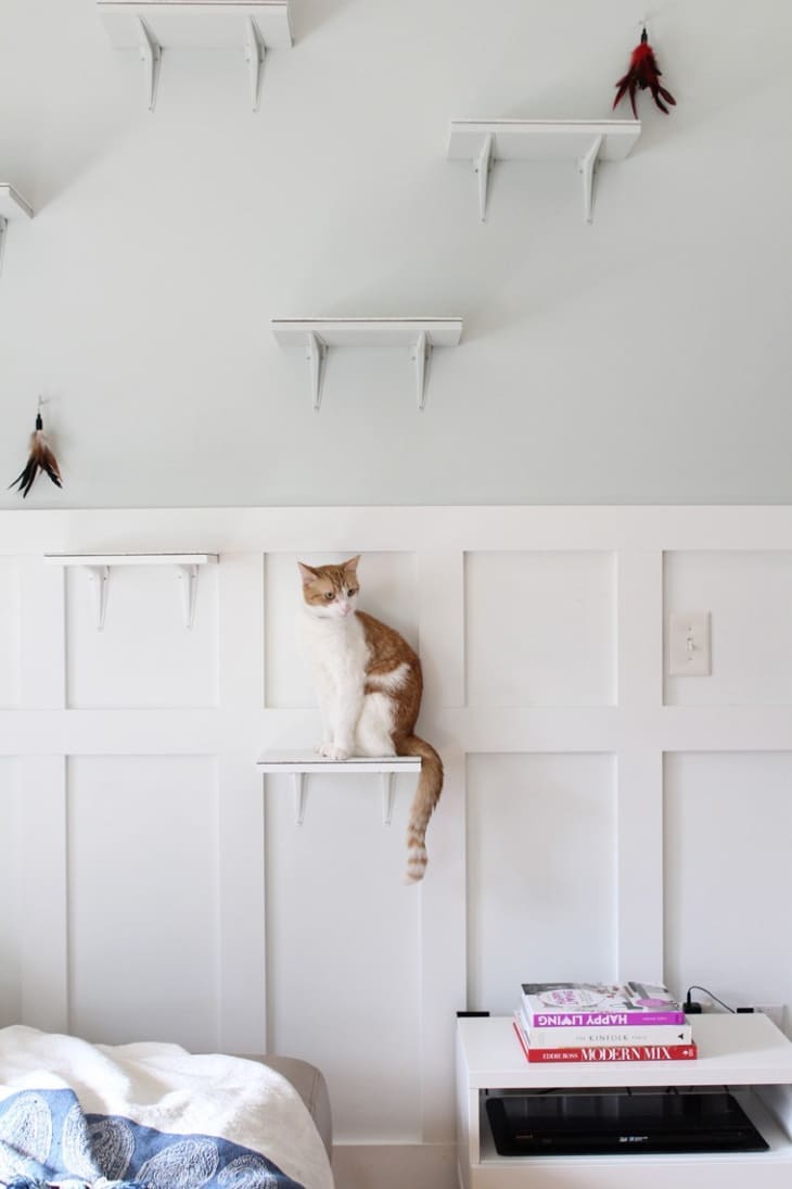 9 Perches That Let Your Cats Be the Nosy Residents They’ve Always