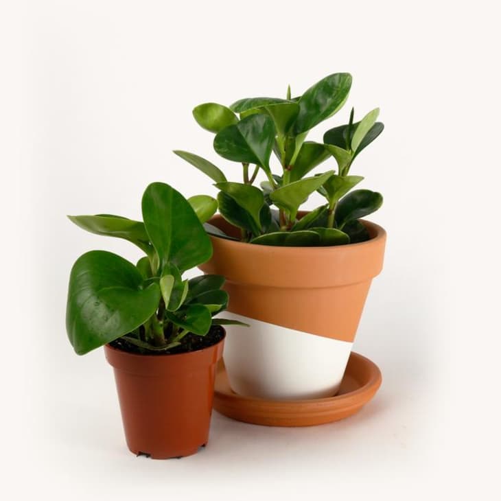 Plants for Hot Apartments 7 Plants That Can Survive in Hot Apartments