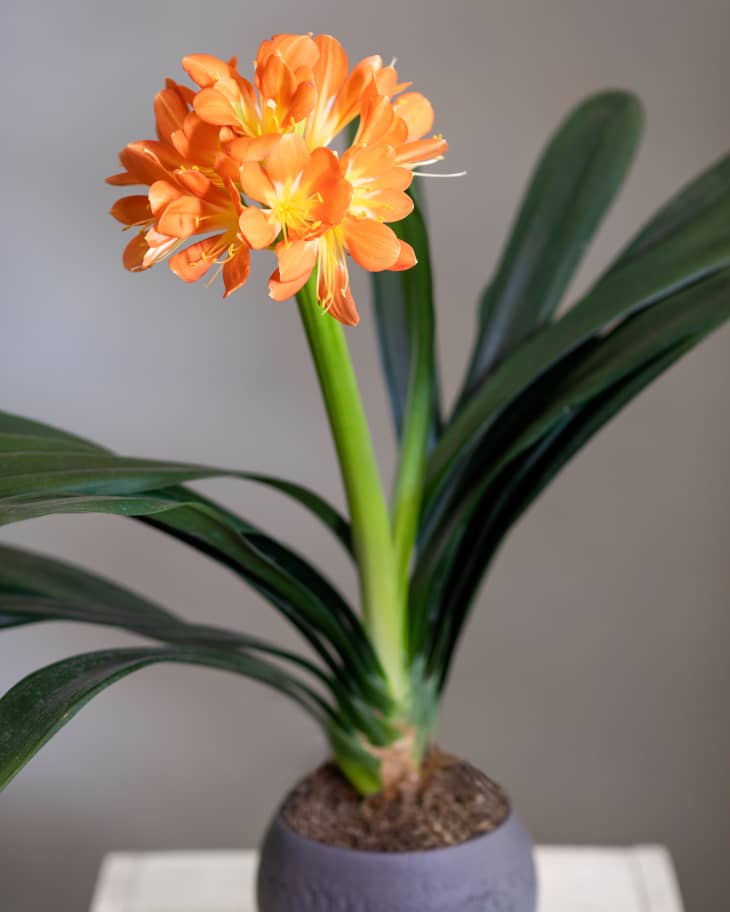 Plants That Can Thrive in a Drafty Apartment Houseplants for Cold Homes Apartment Therapy