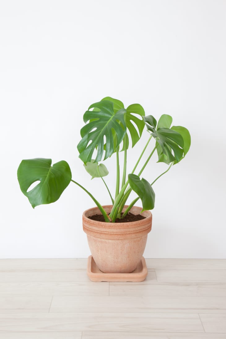 Plants That Can Thrive in a Drafty Apartment Houseplants for Cold