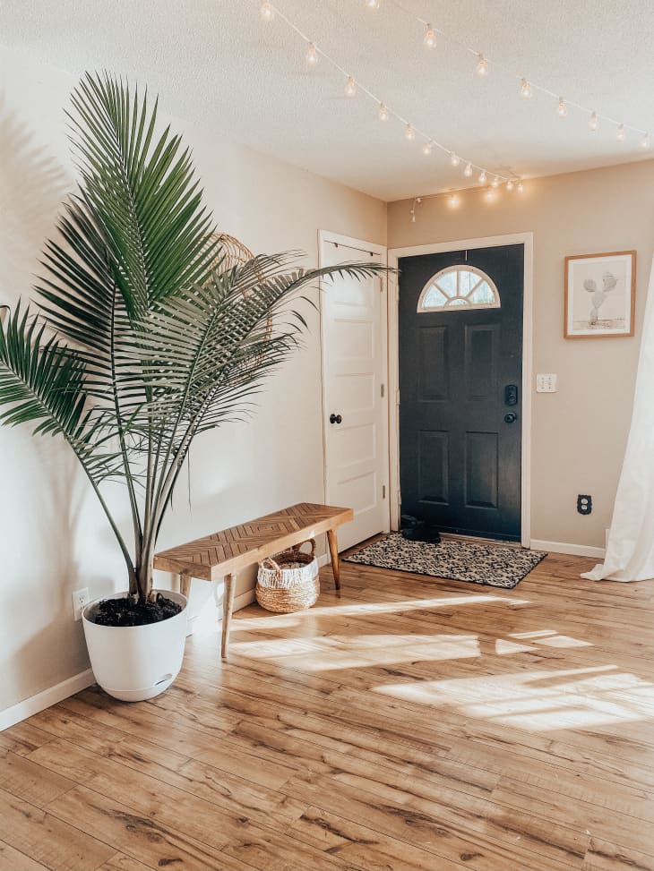 Costco Palm Plants Deal | Apartment Therapy