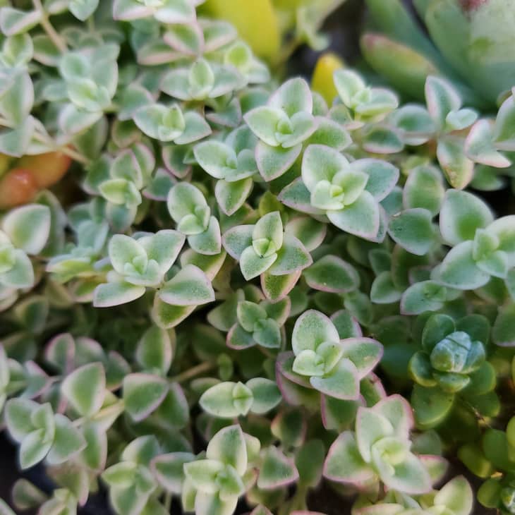 7 Best Mini Succulents | Apartment Therapy