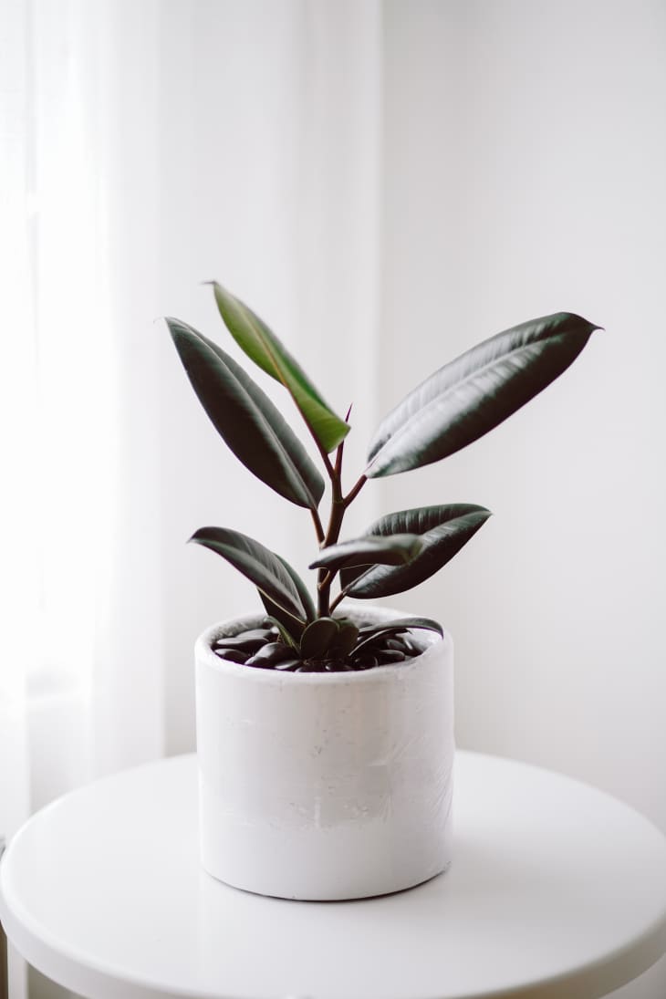 10 Best Minimalist Plants Apartment Therapy