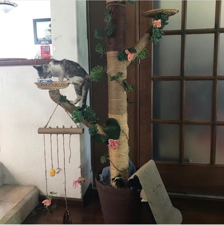 10-diy-cat-trees-and-cat-furniture-apartment-therapy