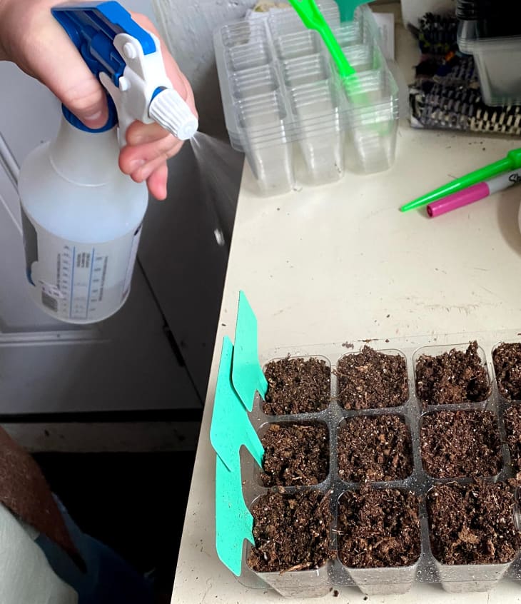 How to Start Seeds Indoors | Apartment Therapy