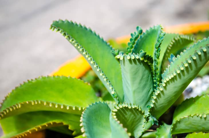 6 Plants Experts Won't Buy Again | Apartment Therapy