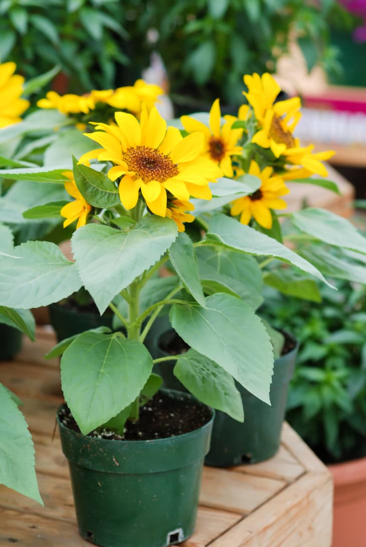 Growing Sunflowers in Pots Planting & Care Advice Apartment Therapy