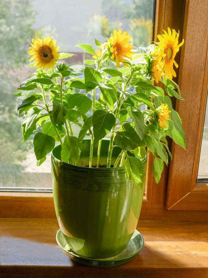 Growing Sunflowers in Pots Planting & Care Advice Apartment Therapy