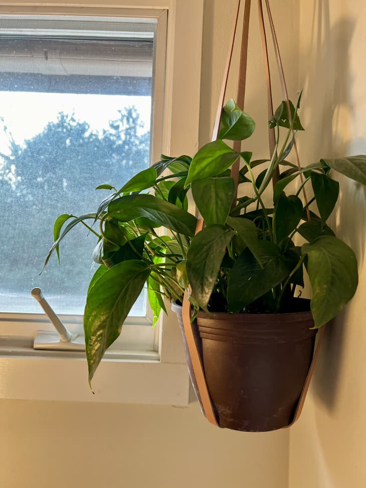 My Golden Rule for Keeping Plants Alive Always Works | Apartment Therapy