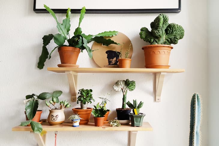 TikTok’s Most-Viewed Plants Might Surprise You | Apartment Therapy