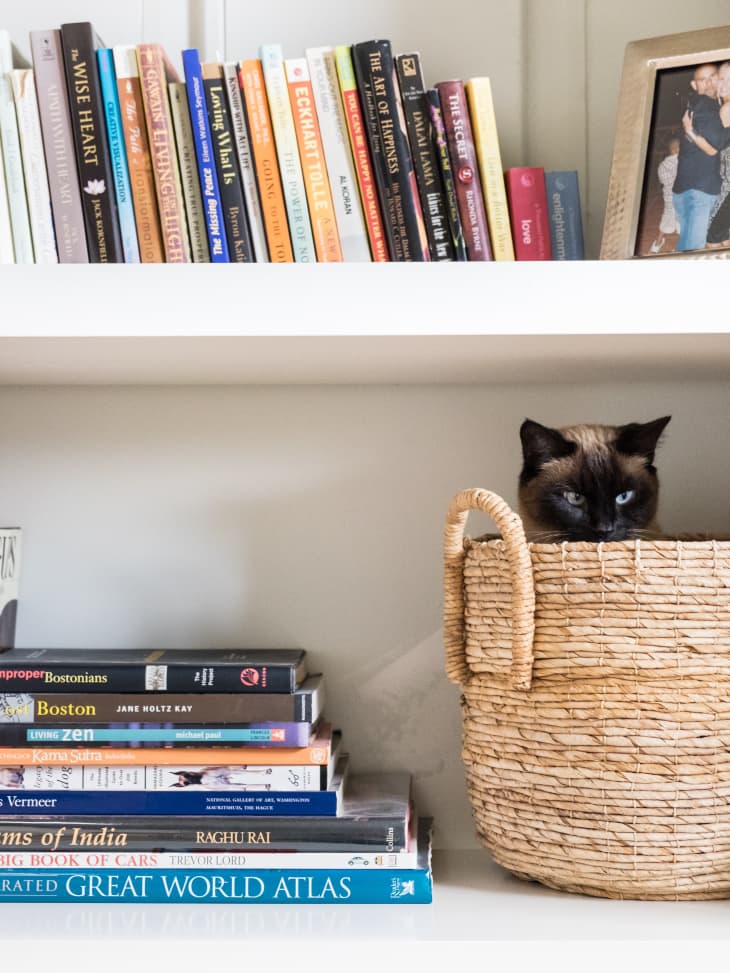 Small Apartment Cat Set Up