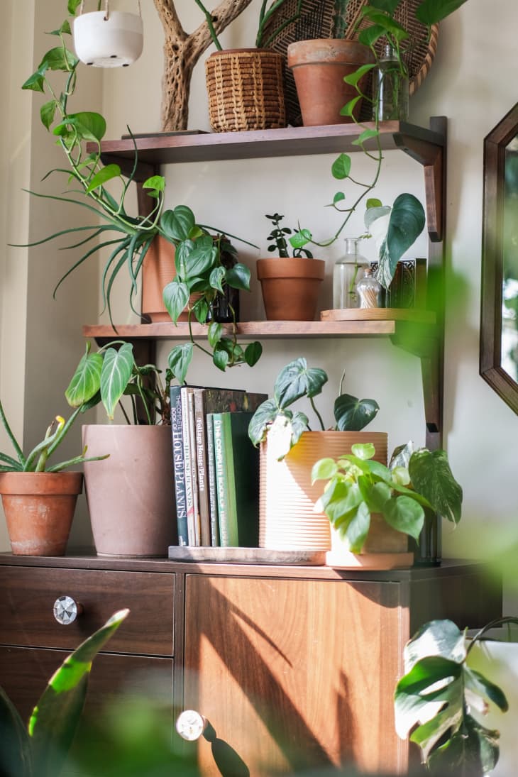 Plant Filled Chicago Rental Apartment Photos | Apartment Therapy