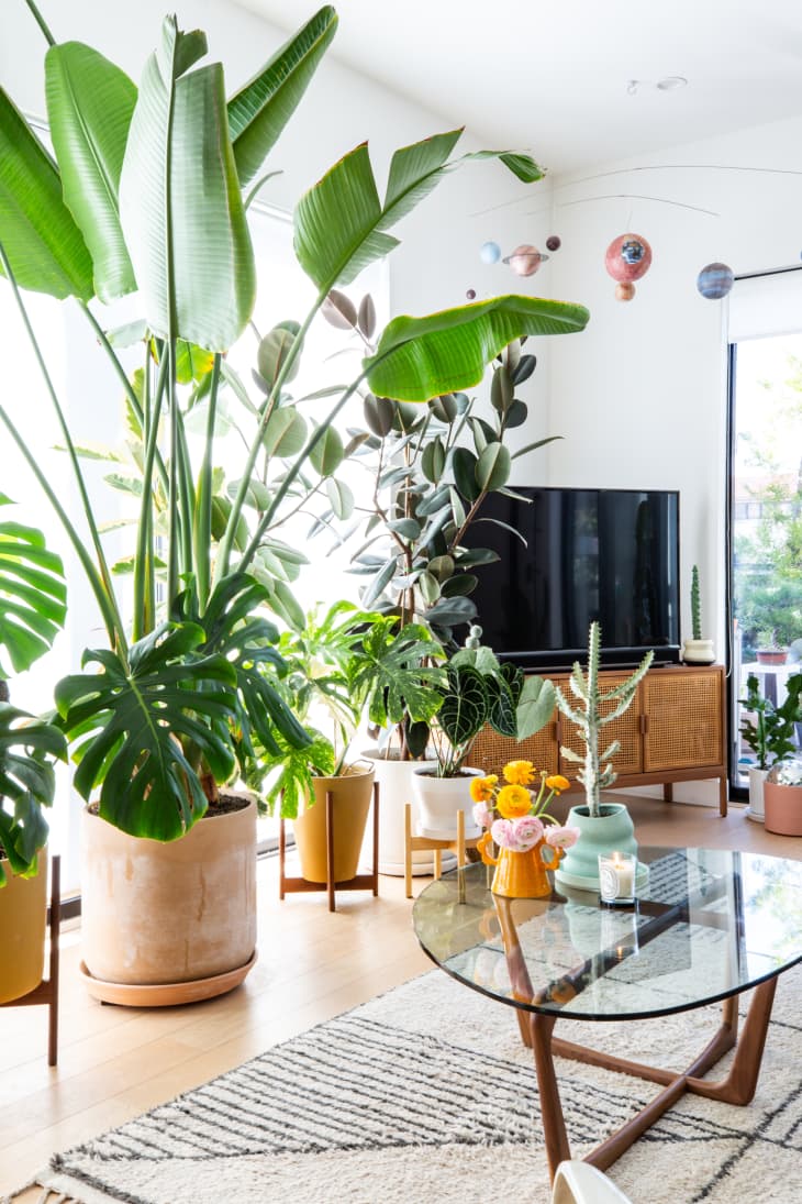 Modern LA Home Dreamy Indoor Jungle Sanctuary | Apartment Therapy