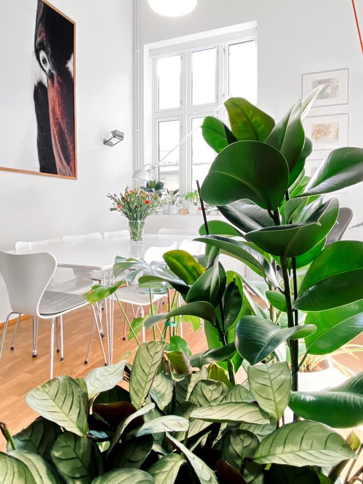 Norway Home With 1,000 Books, 100 Plants and Lofted Bedroom | Apartment ...