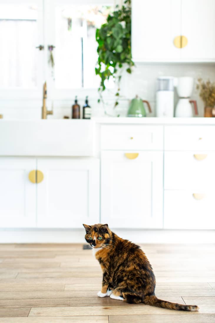 10 Smart Tips for Keeping Your Pets Safe in the Kitchen | The Kitchn