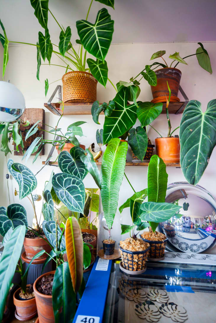 Experts Reveal the 3 Biggest Reasons Why Your Houseplants Are Dying ...