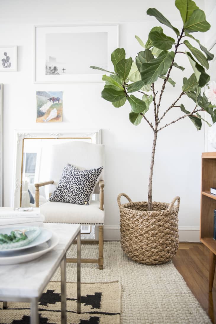 7 Tips for Being a Great Plant-Sitter | Apartment Therapy