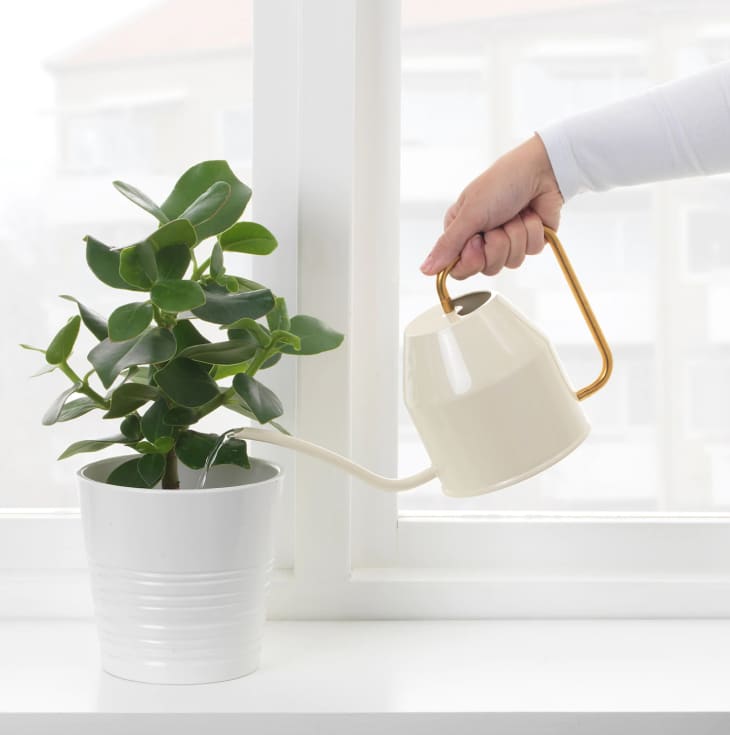 The Best Plant Accessories to Buy at IKEA Apartment Therapy