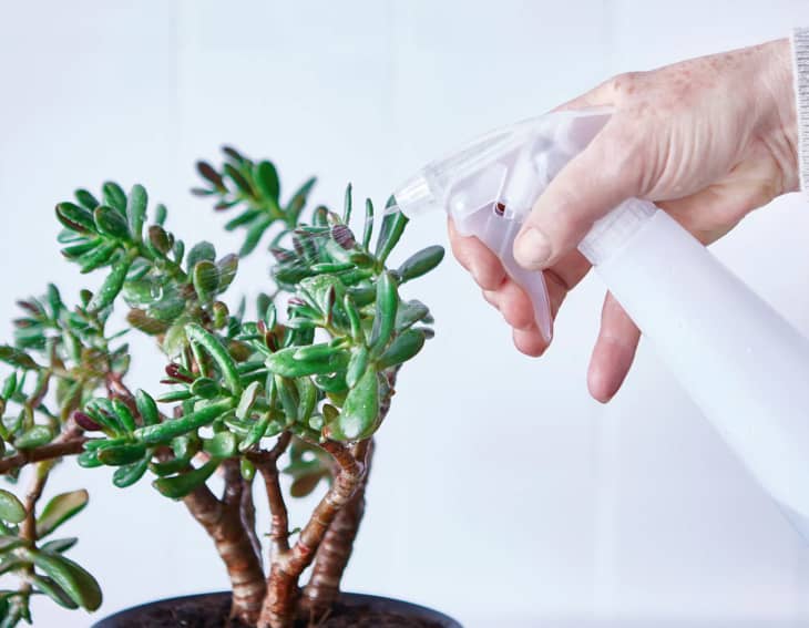 The Best Plant Accessories to Buy at IKEA Apartment Therapy