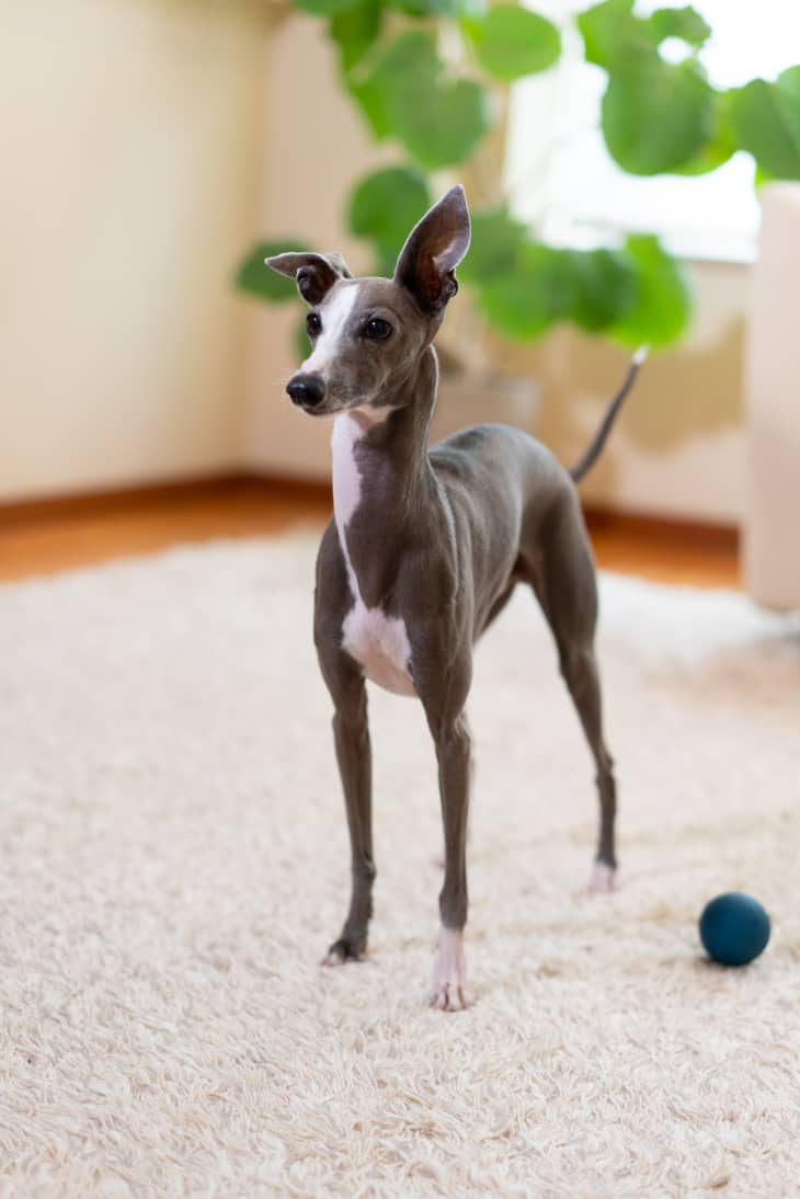 Dog breeds store suited for apartments