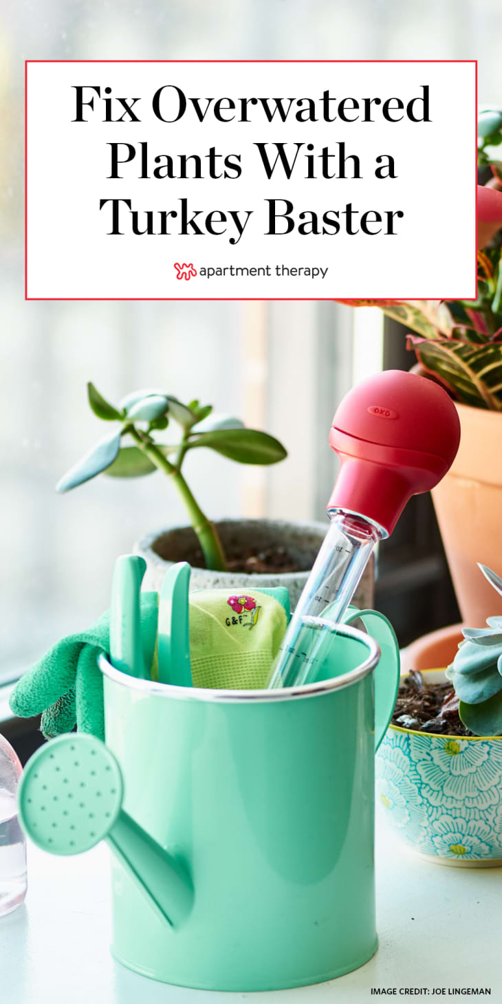 How to Fix Overwatered Plants with a Turkey Baster Apartment Therapy