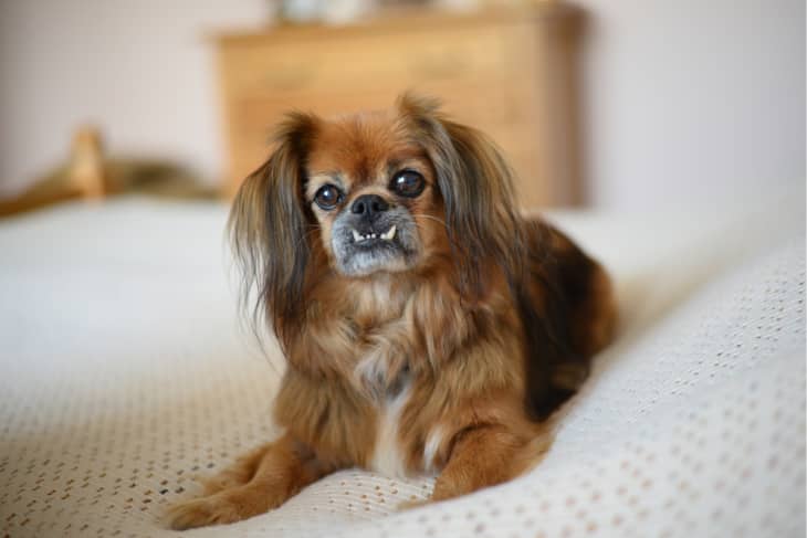 Small dog breeds store good for apartments